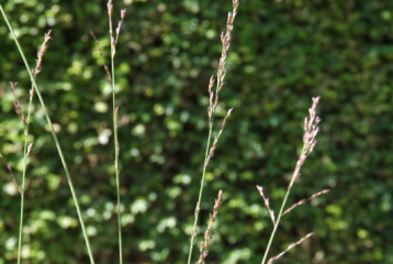 Molinia caeruleaPijpestrootje bestellen